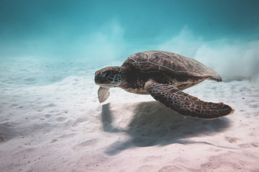 Sea turtle swimming in Atlantic Ocean